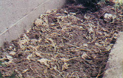 Bean vines dug into the earth will release nitrogen.